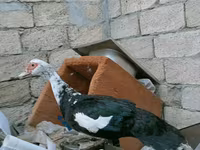Ducks — الصورة 2