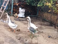 Geese — foto 1