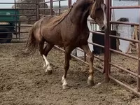 Horse (M), Arabian horse — photo 2