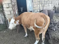 İnək, Simmental cattle — foto 3