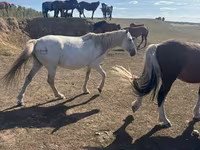 Toychoq, Horse breed — 2-rasm