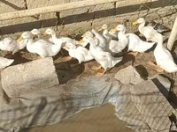 Ducks — foto 1