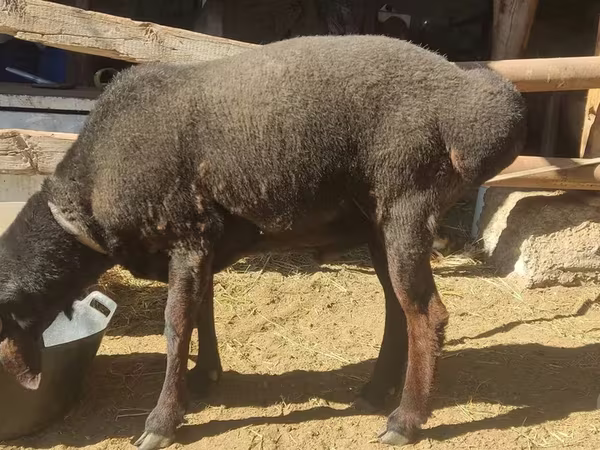 Ram, Sheep