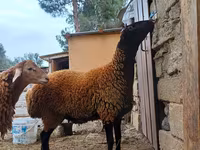 Qoç, Blackheaded Persian sheep — foto 6