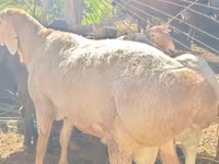 Beran, Rhon sheep — foto 2