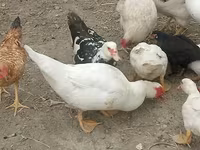 Chickens — फ़ोटो 1