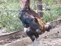 Derbişir Qırmızı Toppalı — foto 6