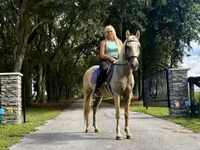 Hengst, Quarter Horse — Foto 5