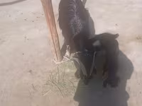 Goats (batch, sex not specified), Goats — photo 2