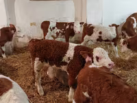 Buğa, Simmental cattle — foto 3