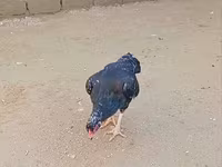أولد إنغليش غيم — الصورة 4