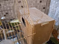 Nimfa (cockatiel) cütü və qəfəs dəsti - Növ: Nimfa (cockatiel) – sarı — 照片 2