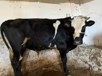 İnək, Russian Black pied cattle — foto 3