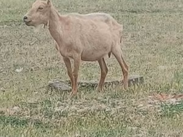 बकरा, Alpine goat