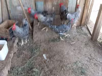 Chickens — foto 8