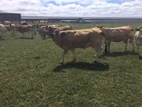 İnək, Partenaise cattle — foto 2