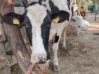 Cow, Holstein breed — photo 2