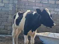 母牛, Simmental cattle — 照片 1