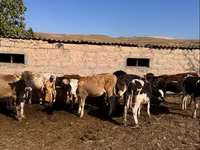 सांड, मवेशी — फ़ोटो 3