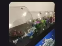 Կոլբա + ձուկ + բույս + ավազ — фото 2