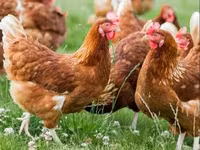 Chickens — foto 3