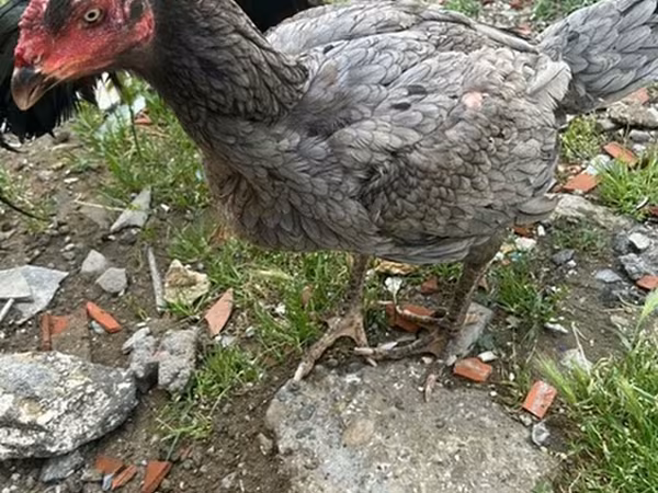 Chickens — Azerbaijan