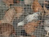 Chickens — 照片 6