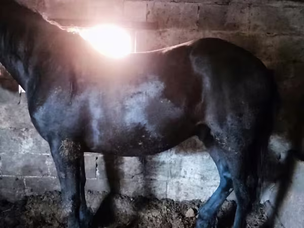 马匹（批次，未指定性别）, Horse breed