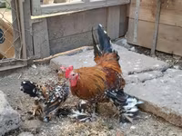 Bantam — foto 1