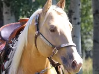 Caballo, American paint horse — foto 1