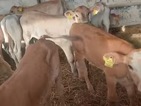 Buqa, Simmental cattle — 2-rasm