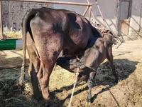 İnək, Swedish red cattle — foto 3