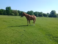 Horse (M), Horses — photo 8