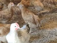 Chickens — photo 5