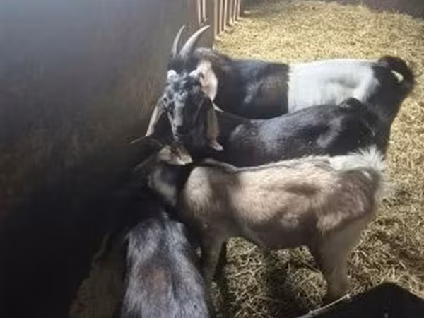 Козел, Nubian Goat
