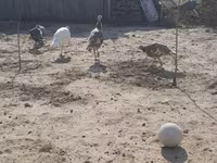 Turkeys — الصورة 4