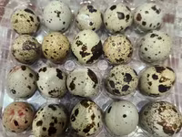 Quails — Foto 6