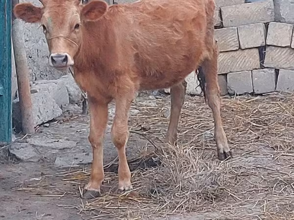 İnək, Mal-qara — Azərbaycan