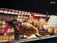 Chickens — foto 4