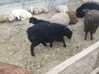 Oveja, Ovejas — foto 2