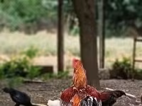 Chickens — photo 2