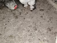 Brahma — foto 4