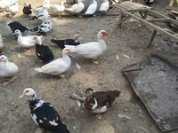 Ducks — Foto 6