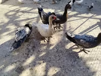 pato criollo doméstico — foto 6