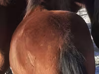 Cavalos (lote, sexo não especificado), Horse breed — foto 4