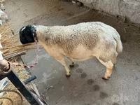 Ram, Dorper sheep — photo 2
