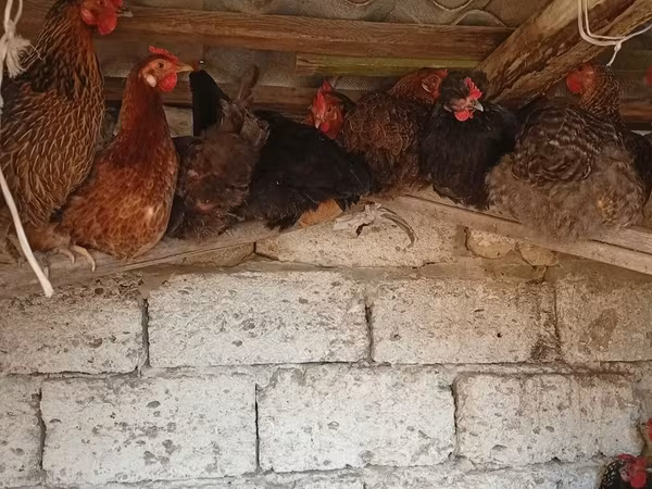 Chickens
