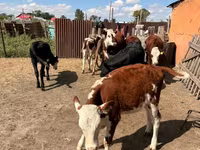 Cattle (batch, sex not specified), Swiss cattle — photo 3