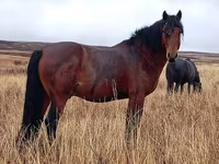 Klisna, Kazakh horse — foto 1
