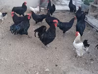 Chickens — photo 3